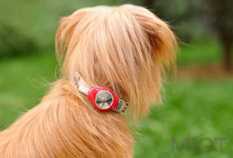 Amazpet HAIII's Smart Dog Tracker Red