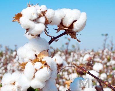 Спідня білизна Xiaomi Cottonsmith Жіноча (набір 3 шт) XL
