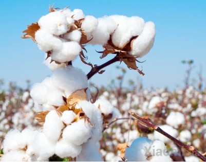 Нижнее белье Xiaomi Cottonsmith Мужское (набор 3 шт) XXL