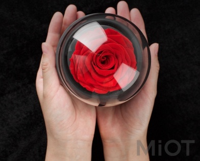 Музична шкатулка Forever Rose