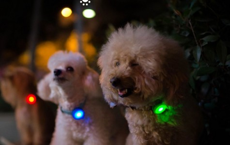 Amazpet Smart Dog Tag Orange