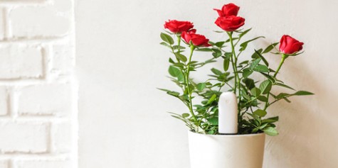 Датчик для растений Smart Flower and Plant Monitor (Huahuacaocao)