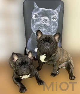 Захисний чохол для валізи MiUi Black Dog size S for suitcase 18-20"