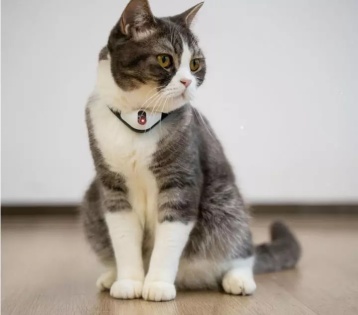 Нашийник для котiв Cheerble KitiDOT з лазерною iграшкою (Чорний)