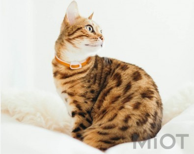 Нашийник від бліх та кліщів для котів Xiaomi Ohh! Essential Oil Collar Orange 33 cm