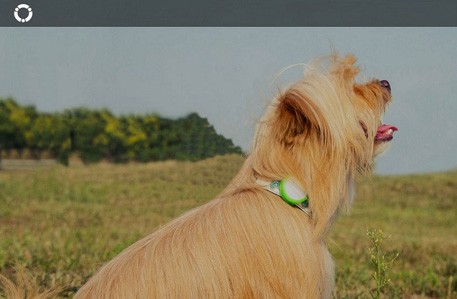 Силиконовый чехол для Xiaomi Amazpet Smart Dog Tag Green