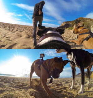 Крепление на животных для камеры Xiaomi Yi Sport YI Pet Mount Small Black (YI-88123)