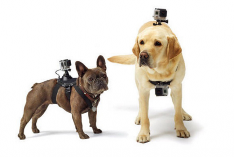 Крепление на животных для камеры Xiaomi Yi Sport YI Pet Mount Small Black (YI-88123)